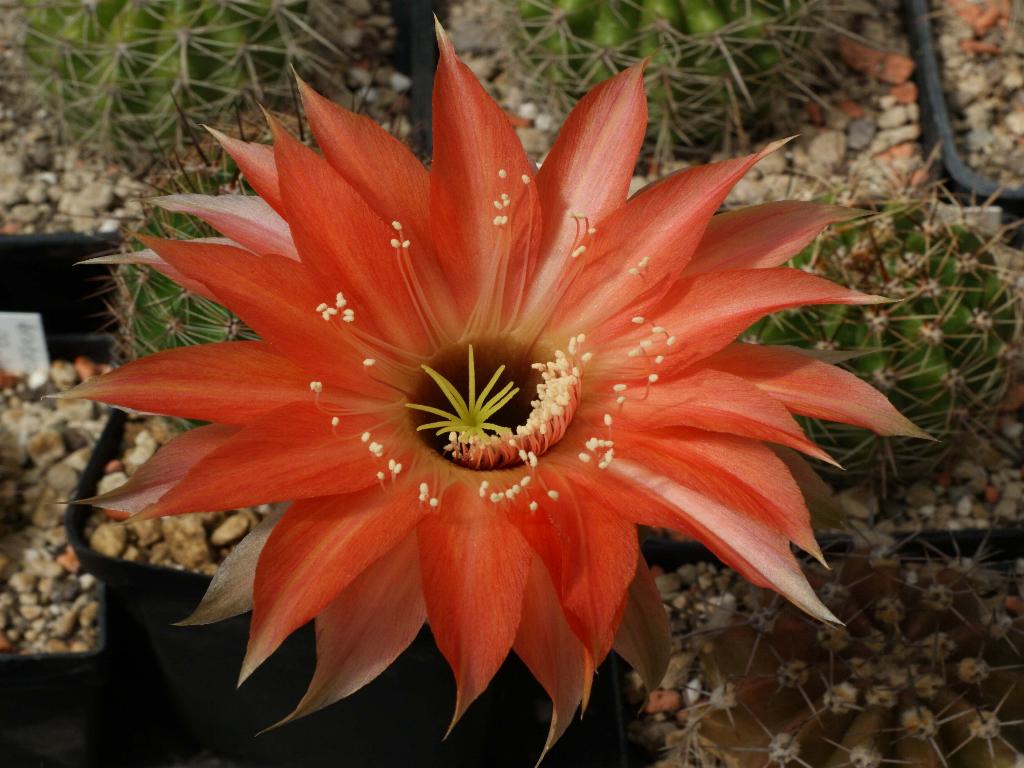 Eigene Echinopsis/Fangri La.4.0.jpg